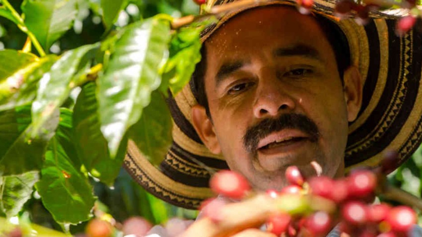 imagen de En Santander, el café y el cacao son premium