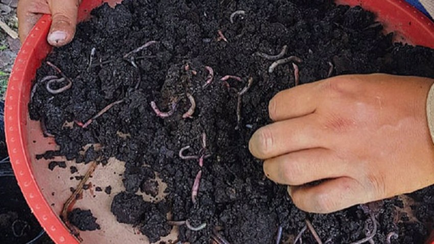 imagen de La fertilización bioorgánica podría ser clave para mejorar la calidad de los suelos